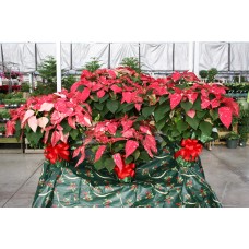 Jingle Bell Poinsettia